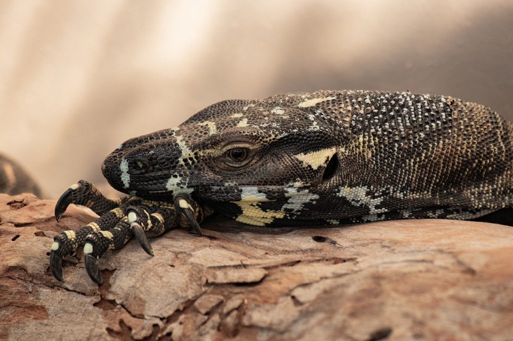 assurez la santé et le bien-être de vos reptiles avec notre assurance spécialisée. protégez vos compagnons à écailles des frais vétérinaires imprévus et offrez-leur les meilleurs soins possibles.